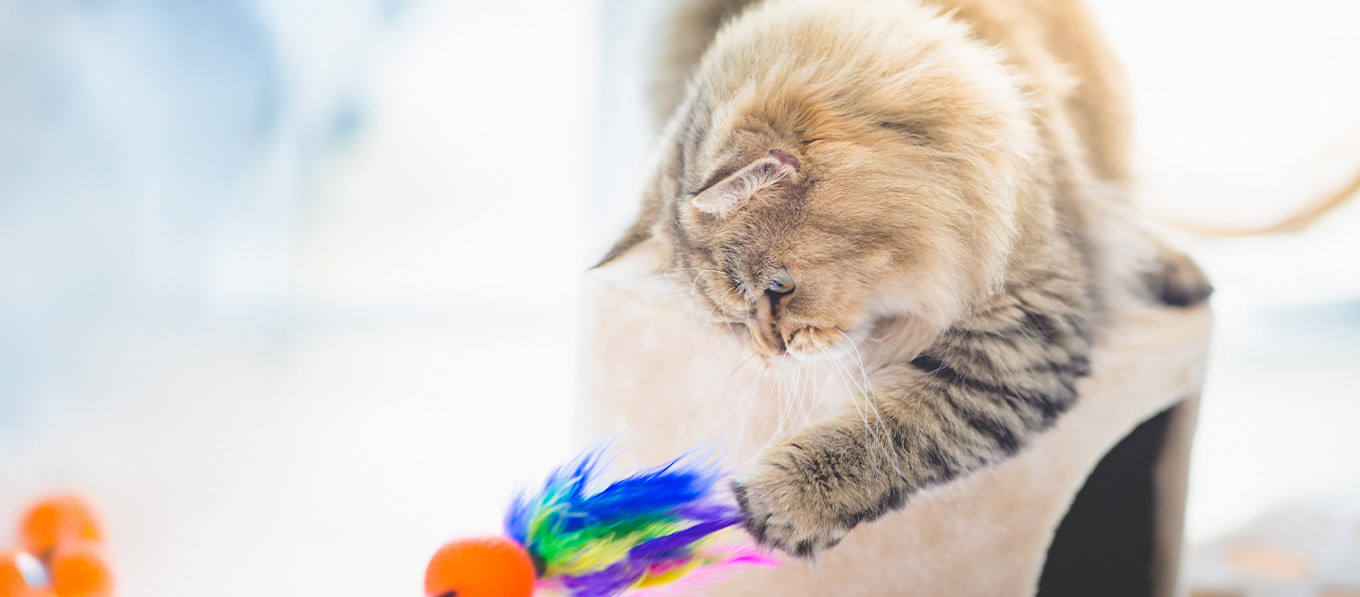 Katze