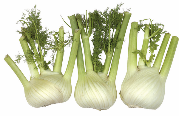 Fenchel Fenchel