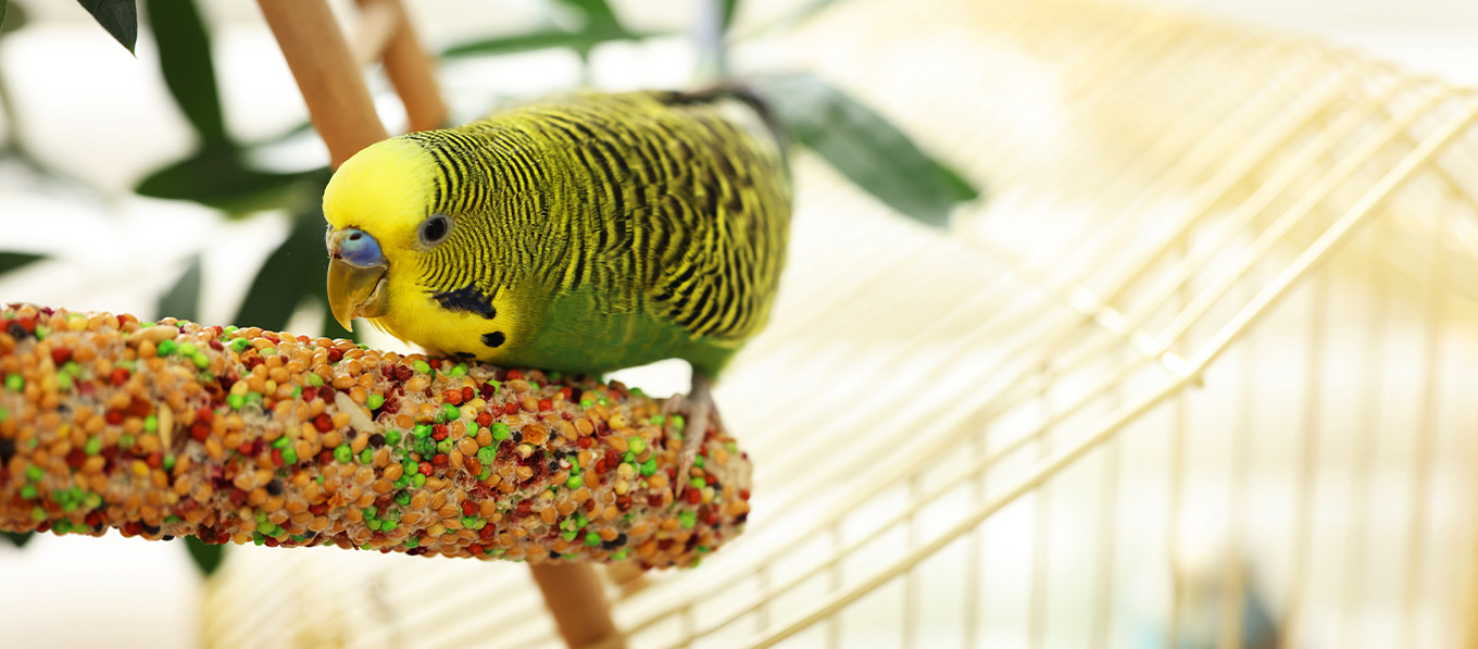 Vogel
