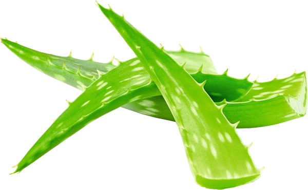 Bio Aloe Vera Blätter 1 Stück
