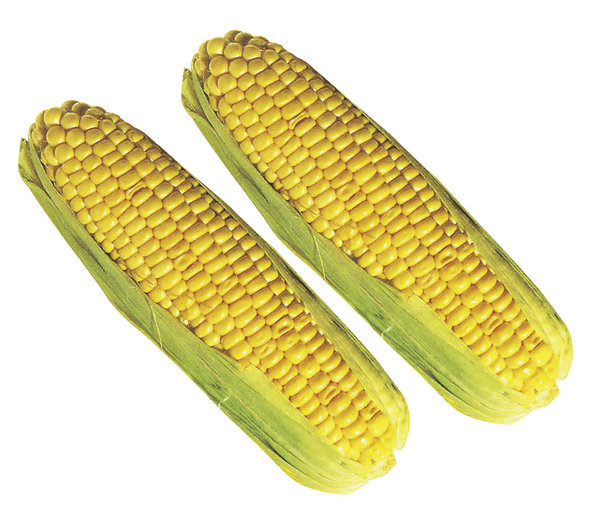 Bio Mais gekocht 2 Stück Bio Mais gekocht 2 Stück